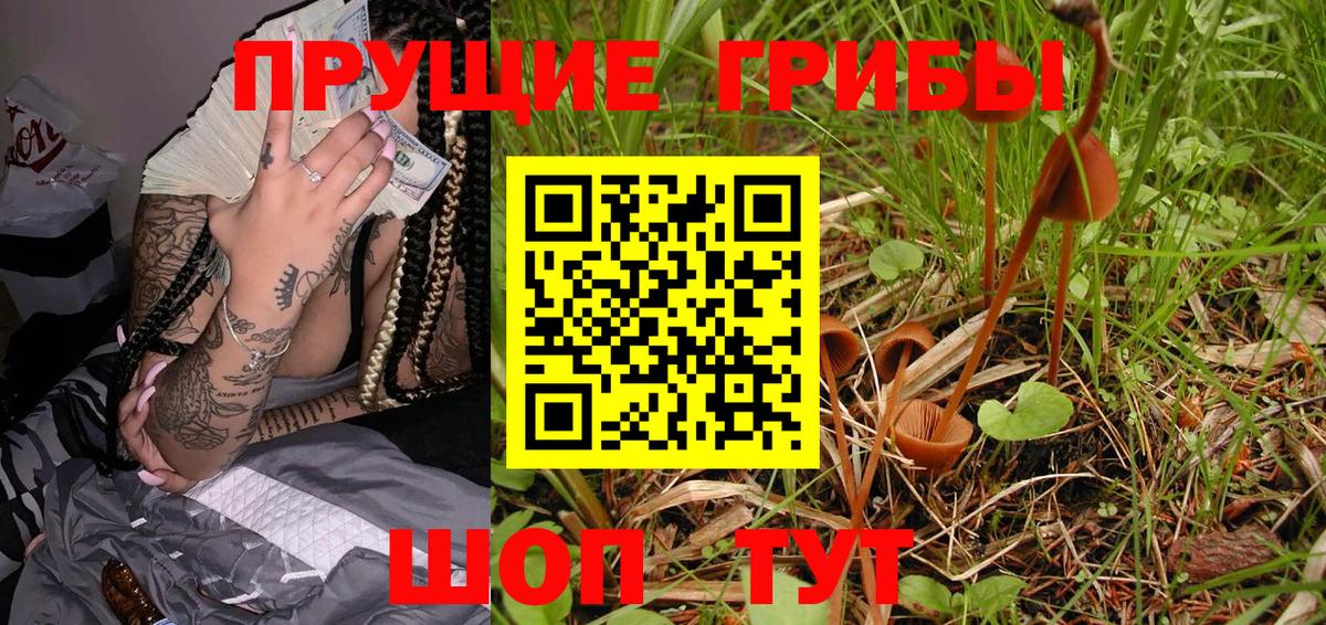 купить наркотики цена  Елабуга  Псилоцибиновые грибы Psilocybe  Галлюциногенные грибы Cubensis 